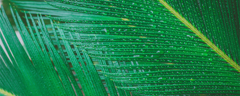 铁树怎么养 铁树怎么养才能更旺盛