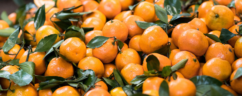 茂谷柑和沃柑的区别 沃柑和茂谷柑有啥区别