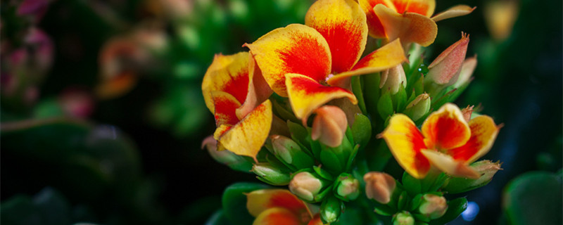 长寿花养殖方法 长寿花养殖方法及浇水