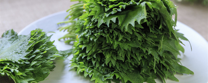 紫苏掐头还是掐叶 盆栽紫苏需要掐顶吗