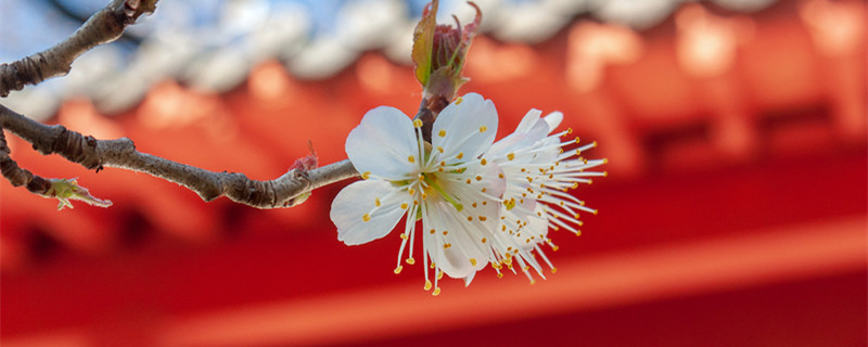 樱桃花和樱花的区别（樱桃花和樱花的区别图片）