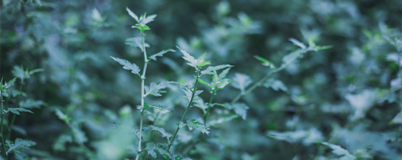 驱蚊草真的能驱蚊吗 驱蚊草真的能驱蚊吗能放卧室吗