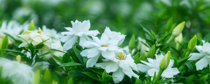 栀子花一年开几次花 广东栀子花一年开几次花