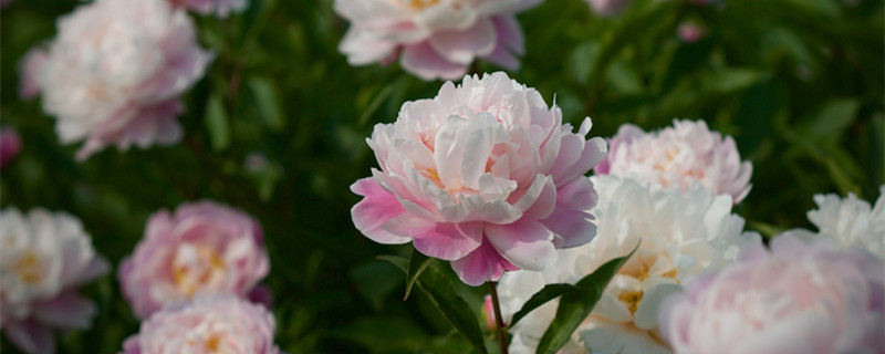 芍药花种子怎么种（芍药花种子怎么种发芽快）