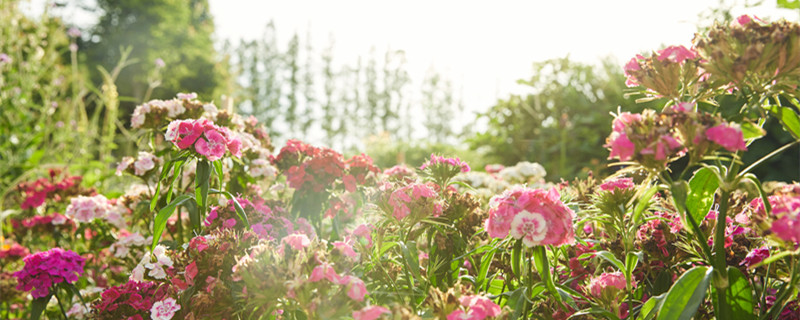 石竹科植物有哪些（石竹科常见植物有哪些）