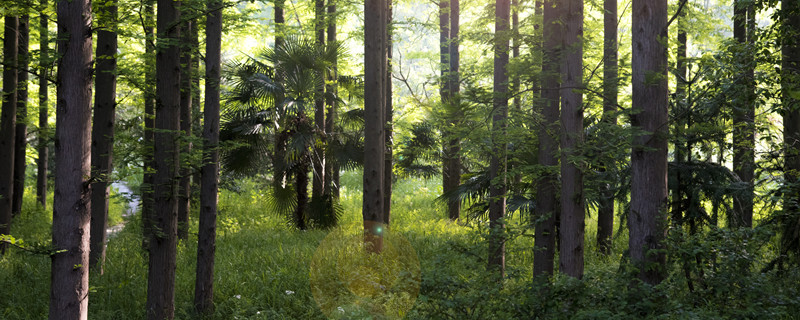 金弹子是什么植物（盆景金弹子是什么植物）