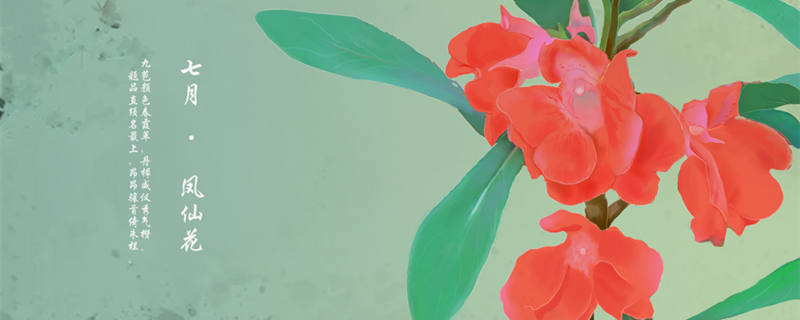 凤仙花的茎是什么类型的茎（凤仙花的茎和叶有什么特点）