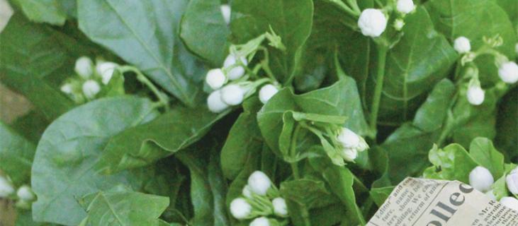 茉莉花的养殖方法与技巧 茉莉花的养殖小技巧