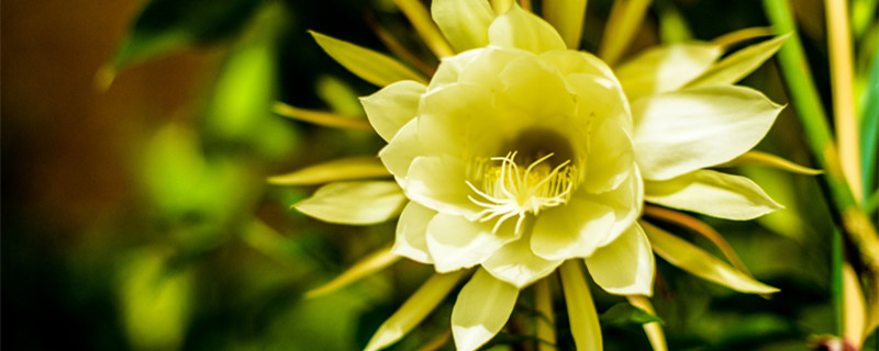 昙花长杆是快开花了吗 昙花长出一根长杆好吗