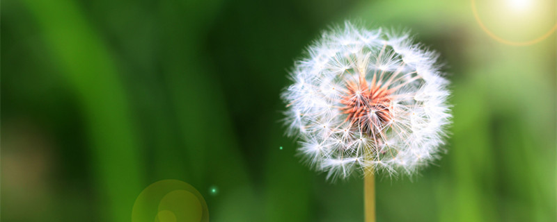 蒲公英是什么季节（蒲公英是什么季节播种）