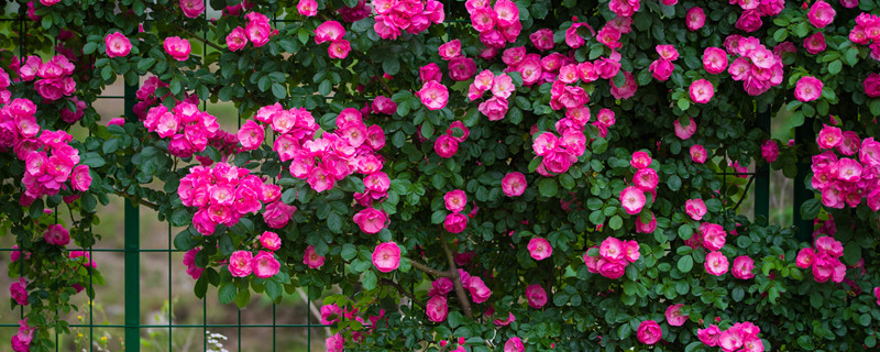 适合家里养的18种花(适合家里养的18种花非洲茉莉)