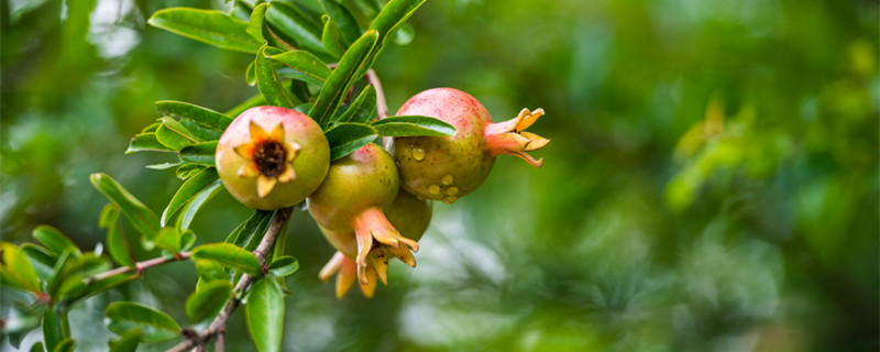 石榴是新枝开花还是老枝开花（石榴花开在老枝还是新枝上）