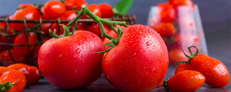 小番茄怎么种植方法 怎样种植小番茄