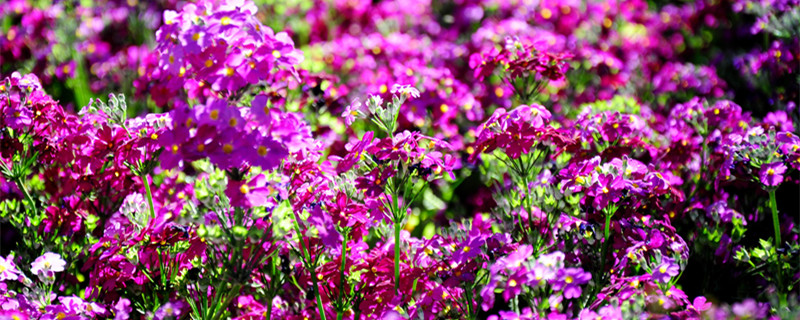 美女樱什么时候播种（美女樱什么时候播种?）