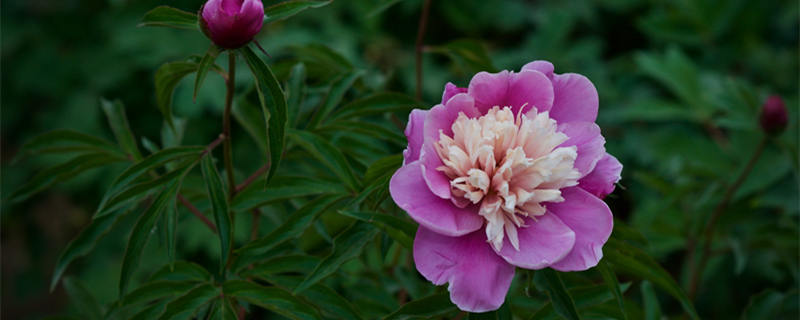 洛阳的市花是什么（洛阳的市花是啥子）