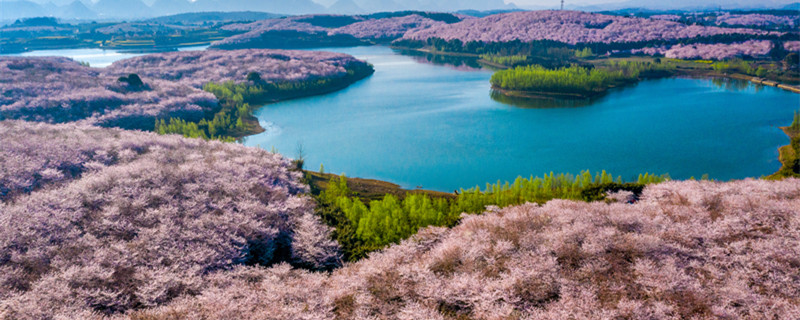 樱花的样子（樱花的样子是什么样的）