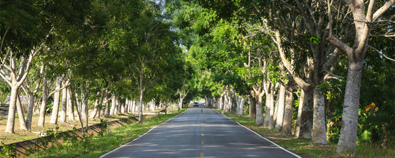 树为什么要刷石灰(树为什么要刷石灰水)
