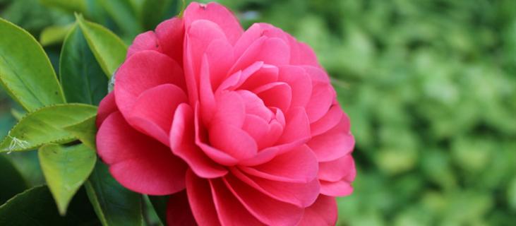 茶花的养殖方法和注意事项（茶花的养殖方法和注意事项在北方能过冬吗）