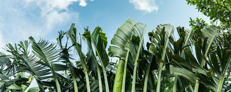 蕉麻是什么（蕉麻是什么植物）