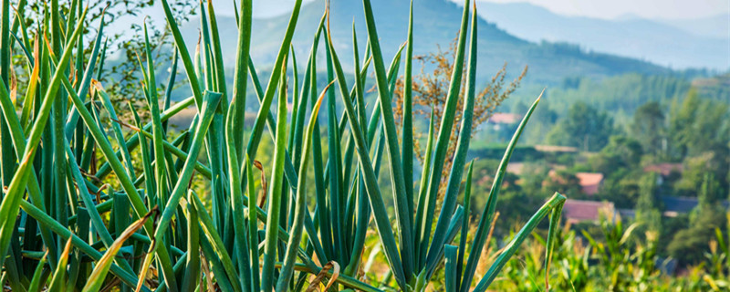 山东大葱种植时间和方法(山东大葱几月份种)