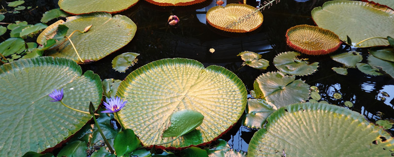 王莲的花是什么颜色的（大王莲的花是什么颜色）