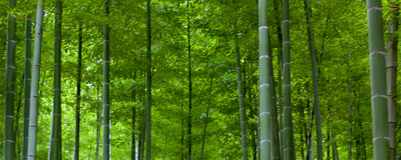 动森竹子怎么种植方法(动森的竹子怎么繁殖)