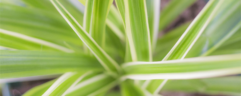 彩叶植物有哪些（彩叶植物有哪些图片）