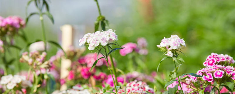 海石竹的养殖方法和注意事项（海石竹的繁殖方法）