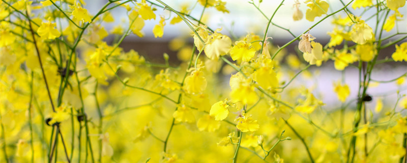 父亲节送什么花（父亲节送什么花为佳）