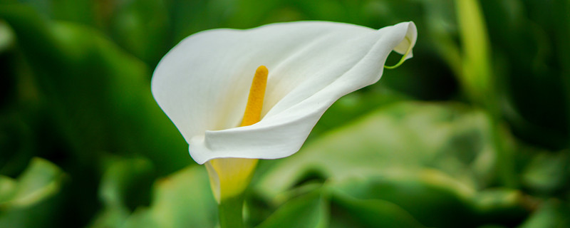 马蹄莲什么时候开花 马蹄莲什么时候开花时间是几点