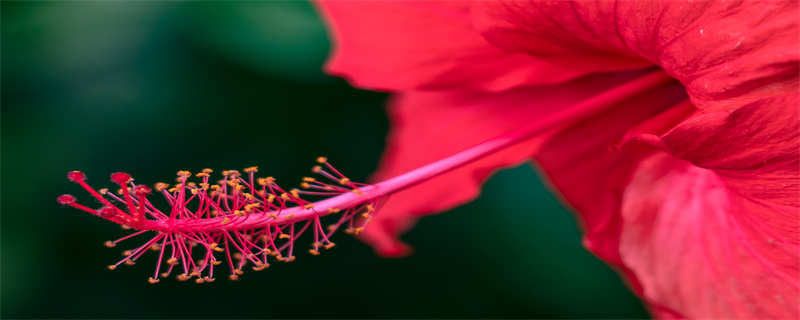 扶桑花花语 扶桑花的花语是什么