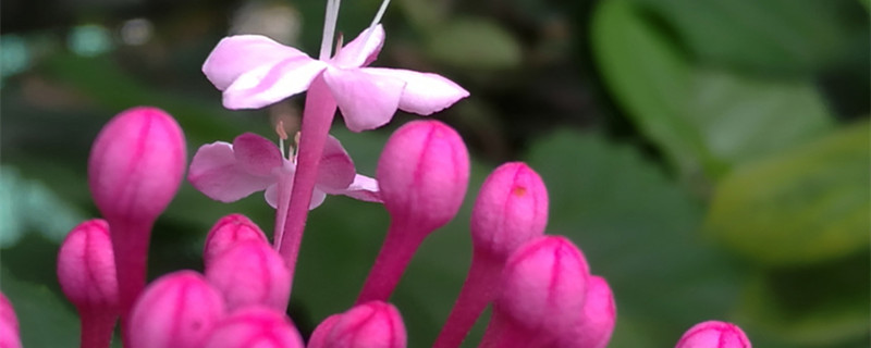 仙客来花茎变软怎么办 仙客来叶子茎变软