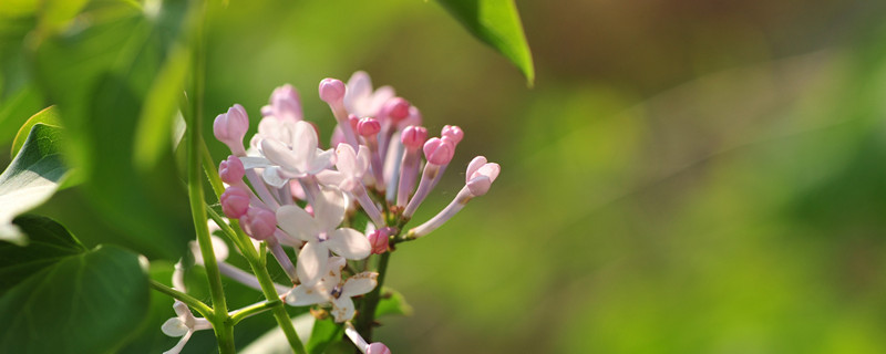 紫丁香花语（紫丁香花语象征）