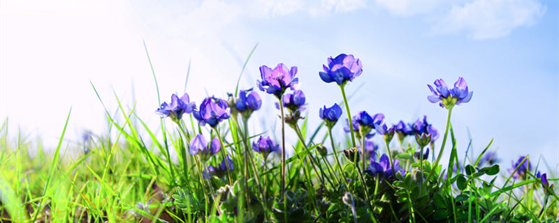 米兰花适合在室内养吗 米兰花室内养好还是室外养好