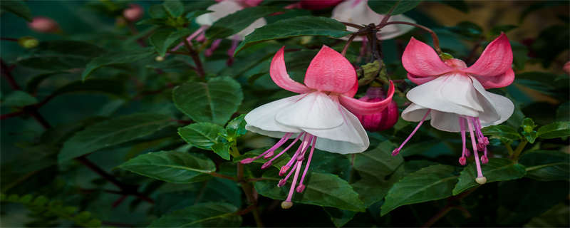 倒挂金钟的养殖方法和注意事项 倒挂金钟的养殖方法和注意事项有哪些