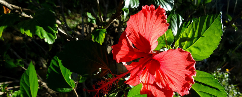 什么花在傍晚六点开花 什么花是在傍晚六点开花