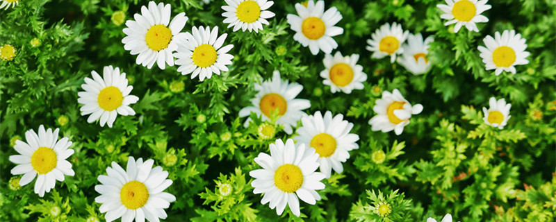 白晶菊花语（白晶菊花语美篇）