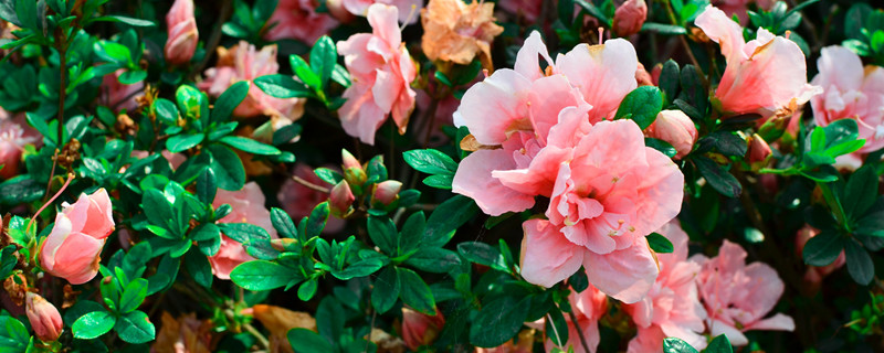 茶花叶子掉光了还能长出来吗 茶花的叶子掉光了