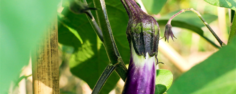 茄子开花坐果期可以浇水吗 茄子结果期怎么浇水
