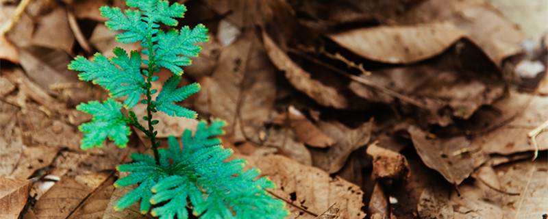 卷柏的养殖方法 卷柏的养殖方法和注意事项 小叶卷柏怎么养