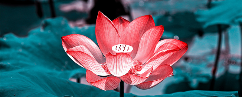 莲花寓意（莲花寓意廉洁）