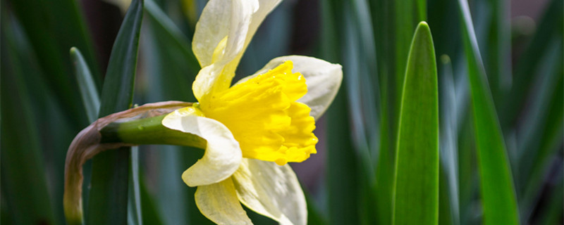 吊兰会开花吗 家里养的吊兰会开花吗