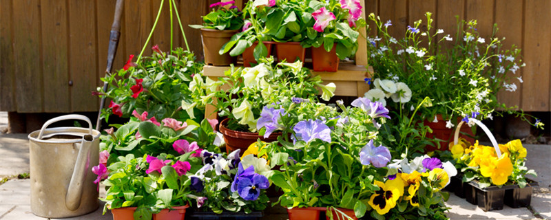 昆明适合养什么花 云南适合养什么花