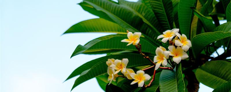 鸡蛋花有毒吗（粉色鸡蛋花有毒吗）