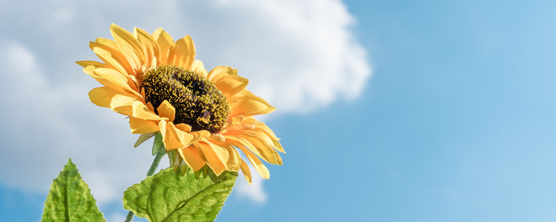 向日葵面向哪个方向（傍晚向日葵面向哪个方向）