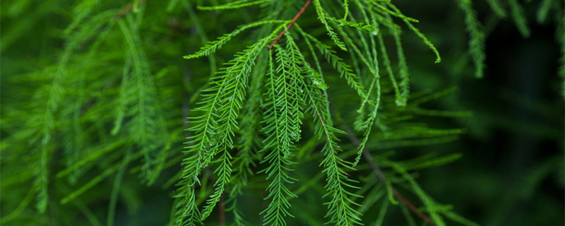 卷柏是什么植物 侧柏是什么植物