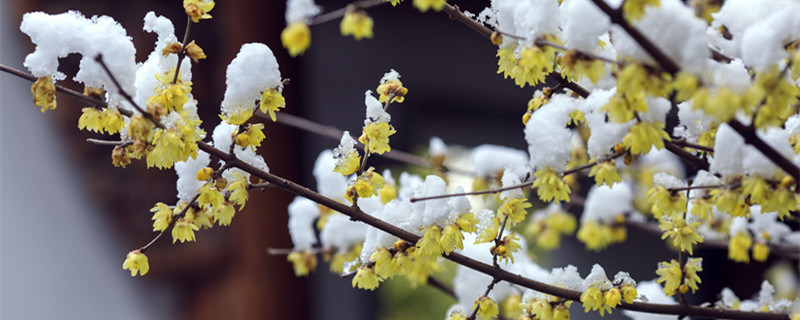 腊梅扦插方法 腊梅扦插方法与时间
