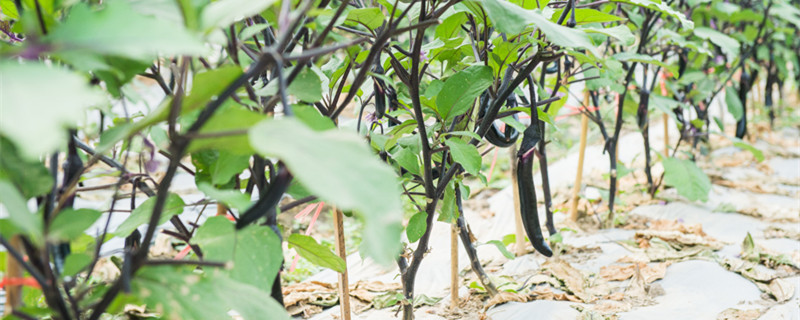 露天茄子打枝方法 茄子阴天能打枝吗