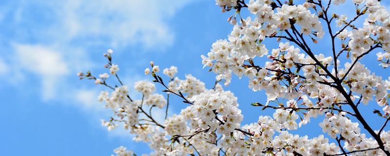 梨树锈病是什么原因造成的 梨树为什么会生梨锈病