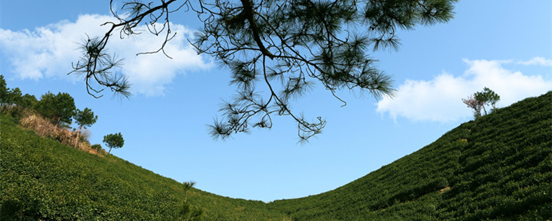 羽叶茑萝从播种到开花要多久（羽叶茑萝什么时候移植）